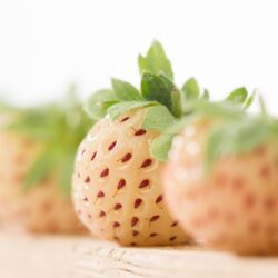 Truskawka ananasowa Pineberry - NOWOŚĆ! BIAŁA TRUSKAWKA! 10 sztuk sadzonek ukorzenionych