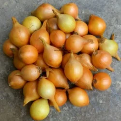 Cebula dymka zimowa do sadzenia 250 g